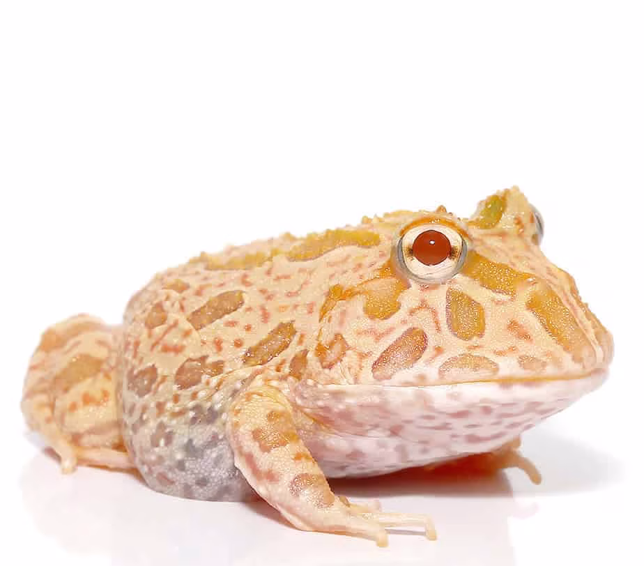 strawberry-pineapple-pacman-frog strawberry pineapple pacman frog e1745736362573