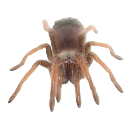 Striated Orb Weaver