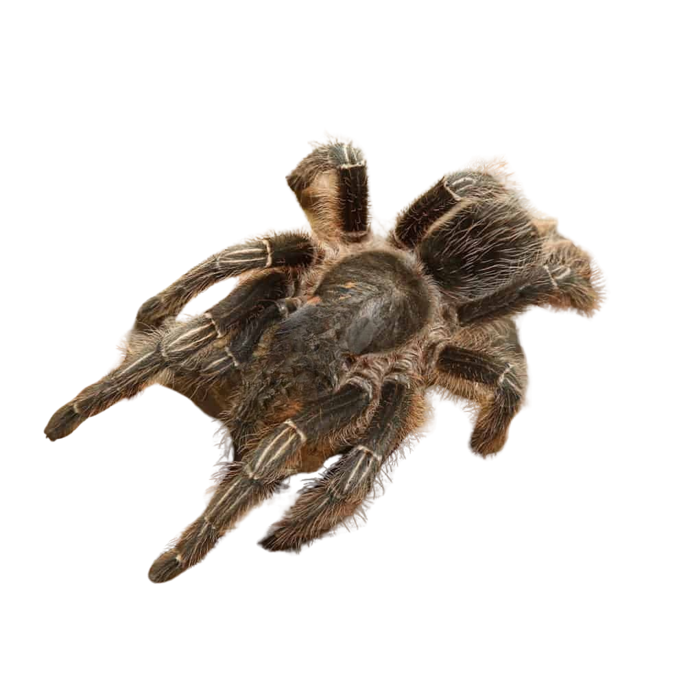 stripe-knee-tarantula-25-–-45 (1) stripe knee tarantula 25 – 45 1