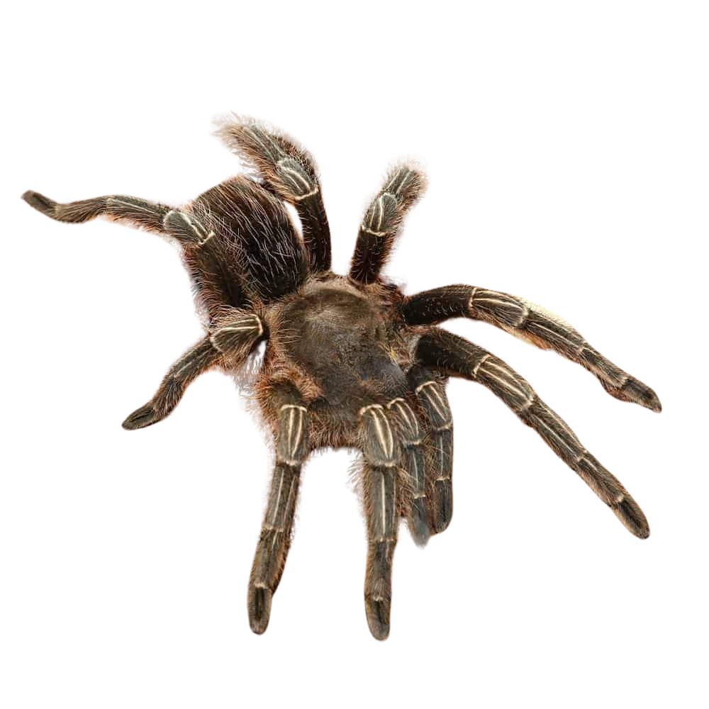 stripe-knee-tarantula-25-–-45 (2) stripe knee tarantula 25 – 45 2