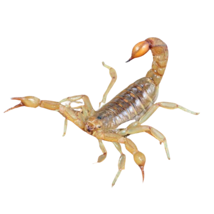 Striped Devil Scorpion