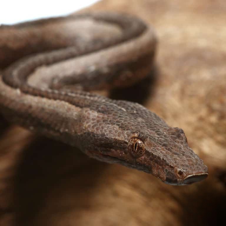 striped-indonesian-tree-boa striped indonesian tree boa