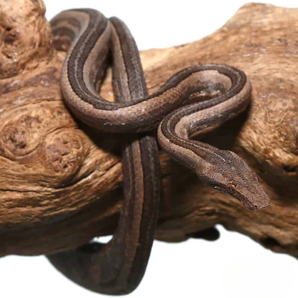 striped-indonesian-tree-boa striped indonesian tree boa
