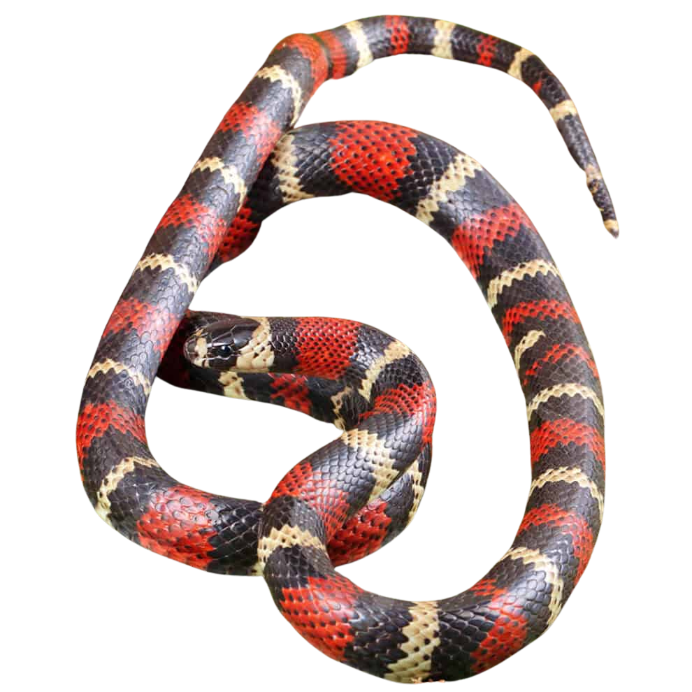stuarts-milksnake# (1) stuarts milksnake 1