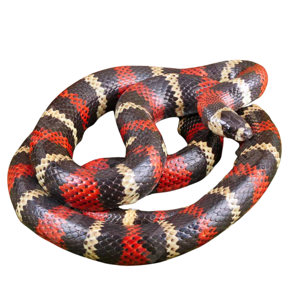 stuarts-milksnake# (2) stuarts milksnake 2