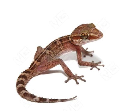 Stumpff’s Ground Gecko