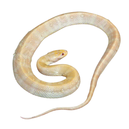 Sub- Adult Albino Puff Faced Water Snake Pair