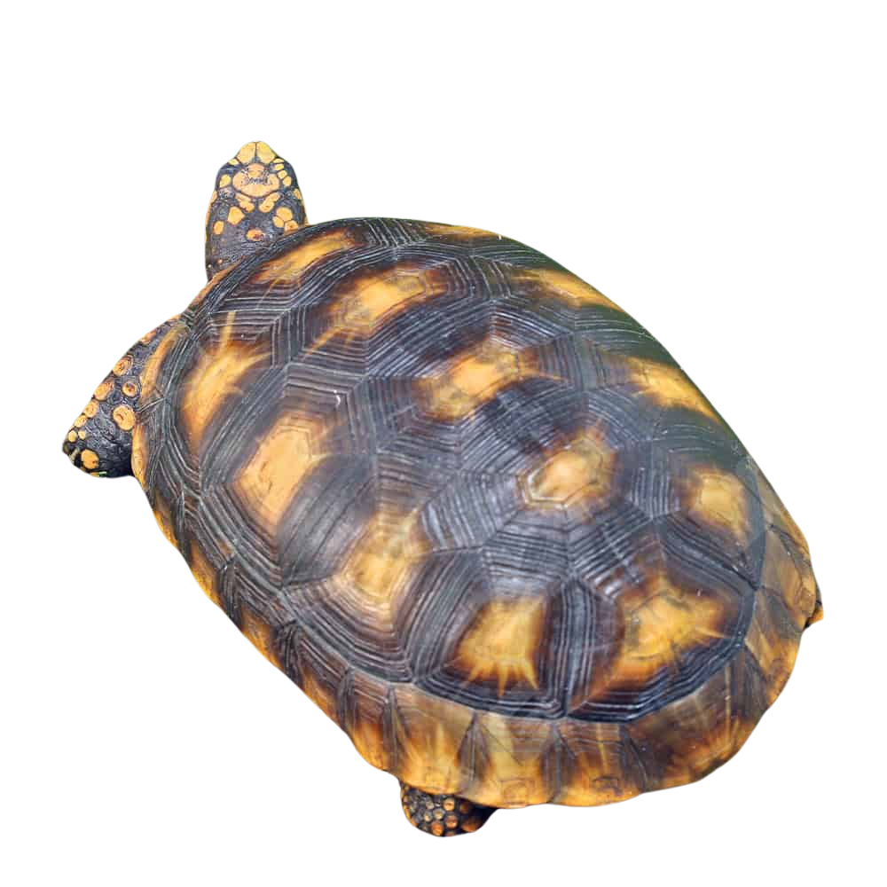 sub-adult-amazon-basin-yellowfoot-tortoise (1) sub adult amazon basin yellowfoot tortoise 1