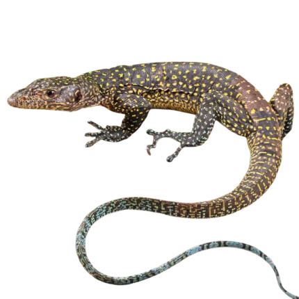 Sub Adult Blue Tail Monitor