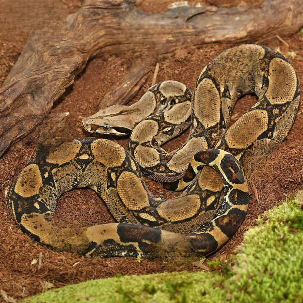 sub-adult-central-american-boa sub adult central american boa