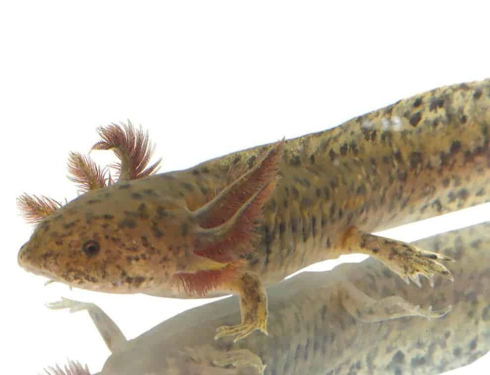 sub-adult-copper-axolotl sub adult copper axolotl e1745865720915