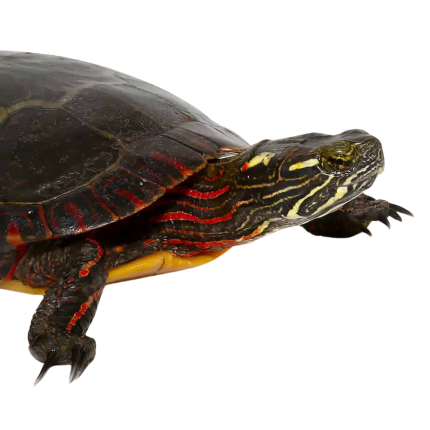 Sub-Adult Eastern Painted Turtle