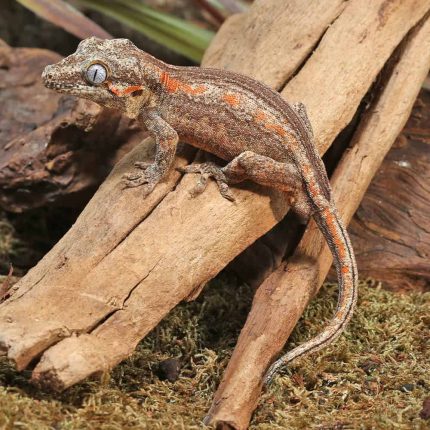 Sub-Adult High Contrast Striped Gargoyle Gecko