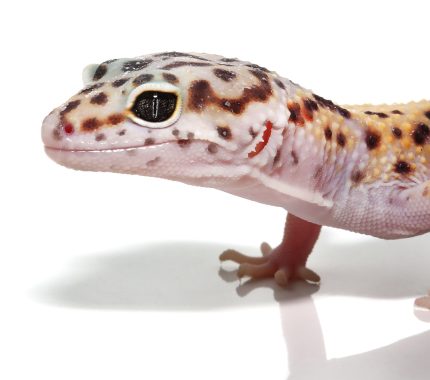 Sub-Adult Leopard Gecko