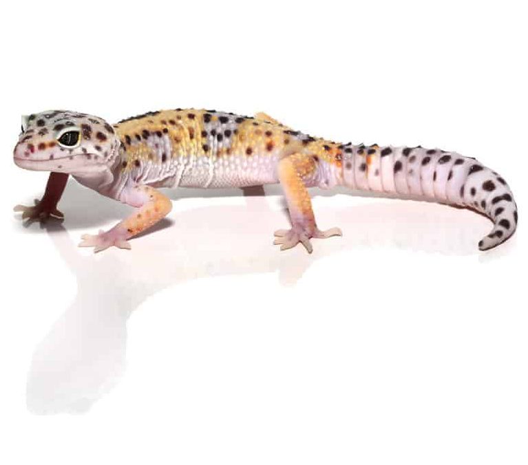 sub-adult-leopard-gecko (2) sub adult leopard gecko 2 e1747660461788