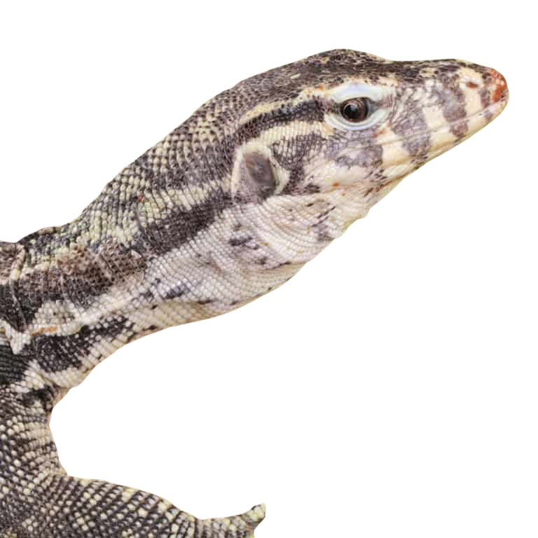 sub-adult-male-axanthic-water-monitor (1) sub adult male axanthic water monitor 1