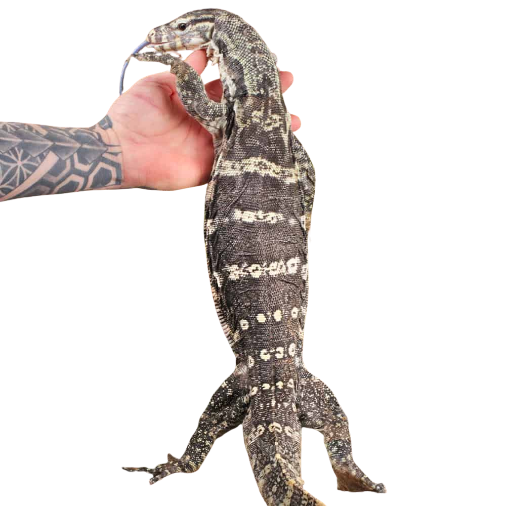 sub-adult-male-axanthic-water-monitor (2) sub adult male axanthic water monitor 2