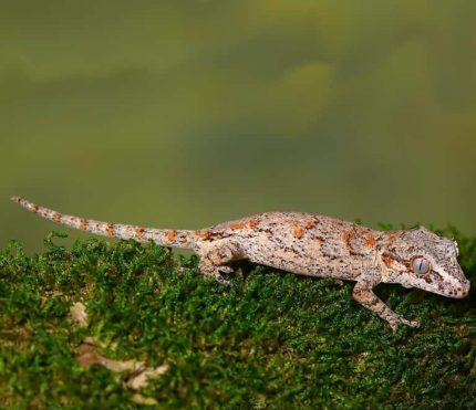 Sub Adult Male Orange Blotched Gargoyle Gecko #2