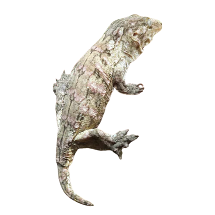 Subadult Female Leachianus Gecko #1