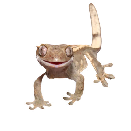 Subadult Female Pinstripe Crested Gecko