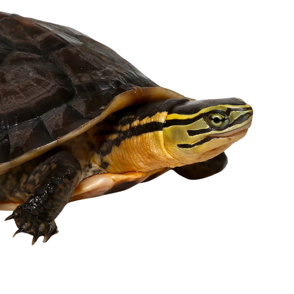 sulawesi-asian-box-turtle (2) sulawesi asian box turtle 2