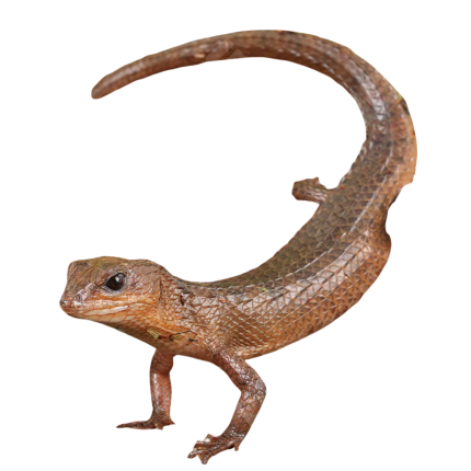 Sulawesi Spiny Water Skink