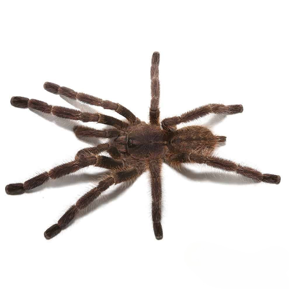 sullana-velvet-tarantula-25-–-75 sullana velvet tarantula 25 – 75