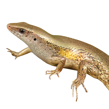 Sun Skink