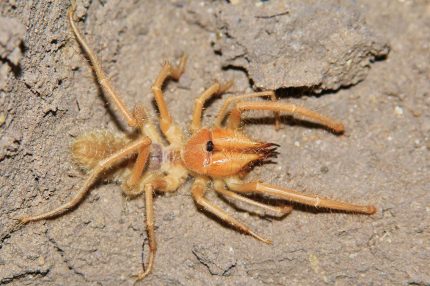 Sun Spider