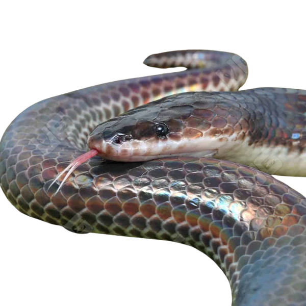 Sunbeam Snake