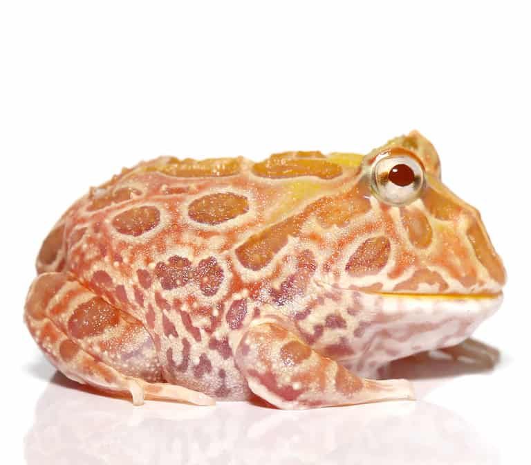sunburst-pacman-frog sunburst pacman frog e1745737104800
