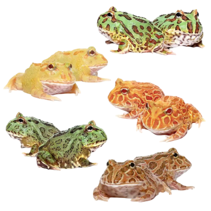 Super 10 Pack Pacman – 2 Green, 2 Albino, 2 Keylime, 2 Camo, 2 Matcha