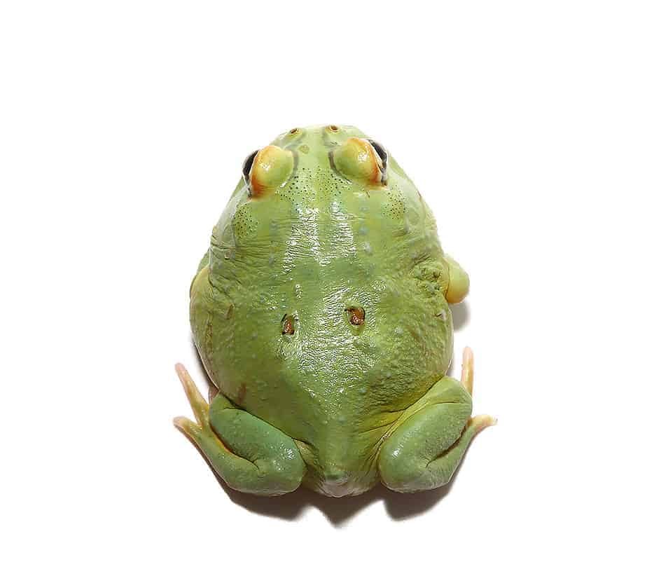 super-matcha-pacman-frog super matcha pacman frog e1745738842992