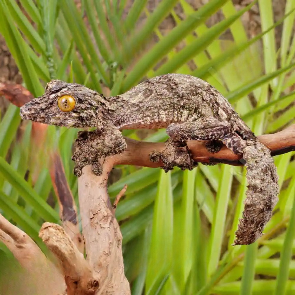 super-mossy-leaf-tail-gecko (1) super mossy leaf tail gecko 1