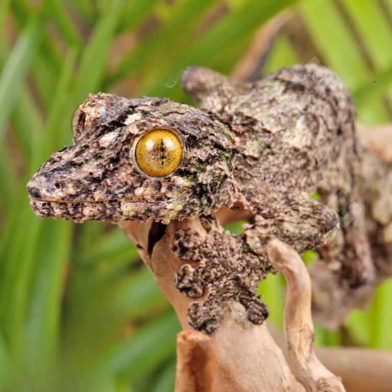 super-mossy-leaf-tail-gecko (2) super mossy leaf tail gecko 2