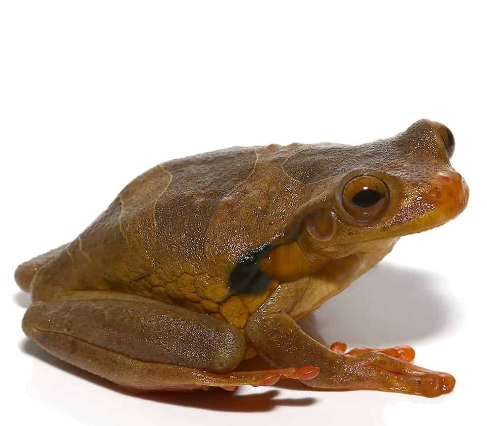 suriname-golden-eye-tree-frog suriname golden eye tree frog e1746015839164