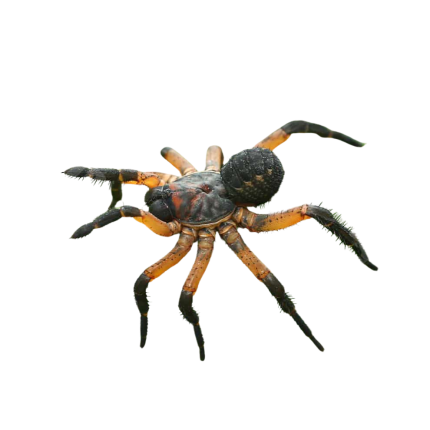 Suwat Armored Trapdoor Spider (1 – 2”)