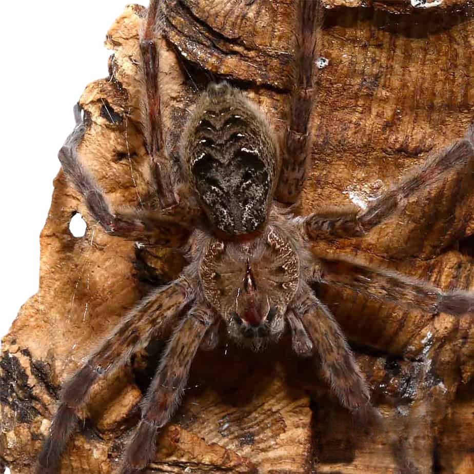 swamp-fishing-spider-4-–-5 (1) swamp fishing spider 4 – 5 1