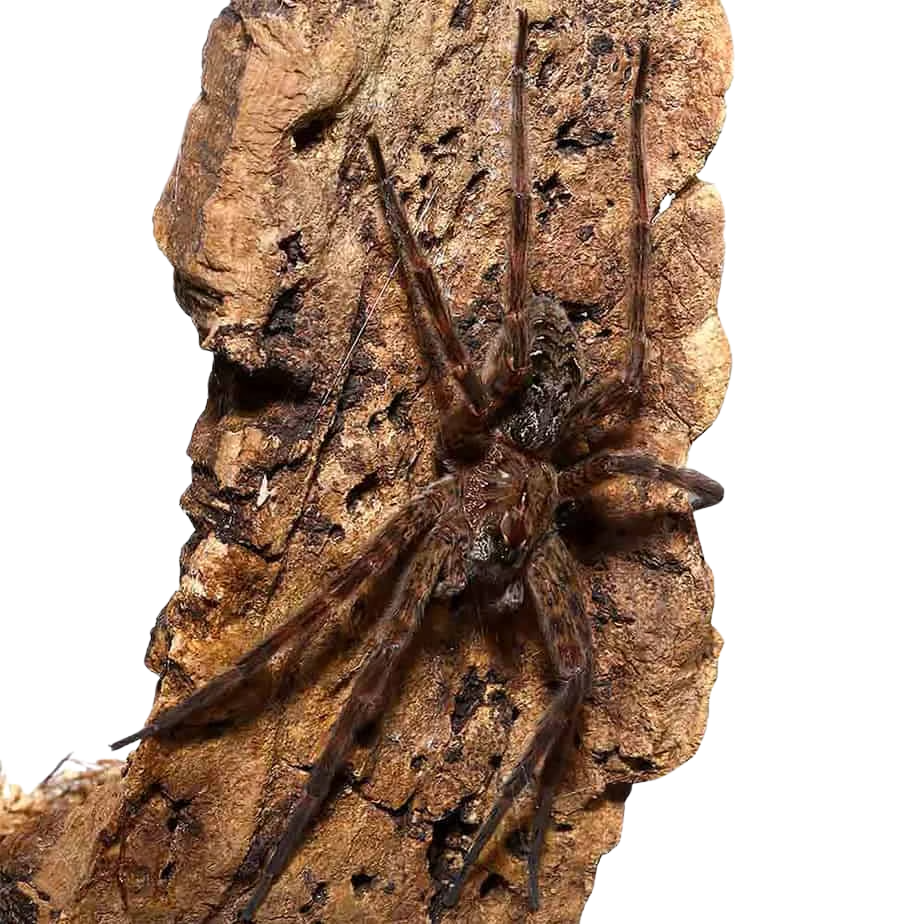 swamp-fishing-spider-4-–-5 (2) swamp fishing spider 4 – 5 2