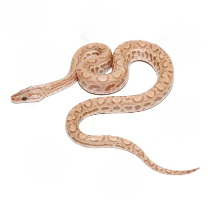 T+ Albino Colombian Rainbow Boa