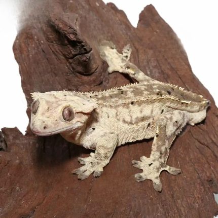 Tailless Adult Phantom Partial Pinstripe Dalmatian Crested Gecko