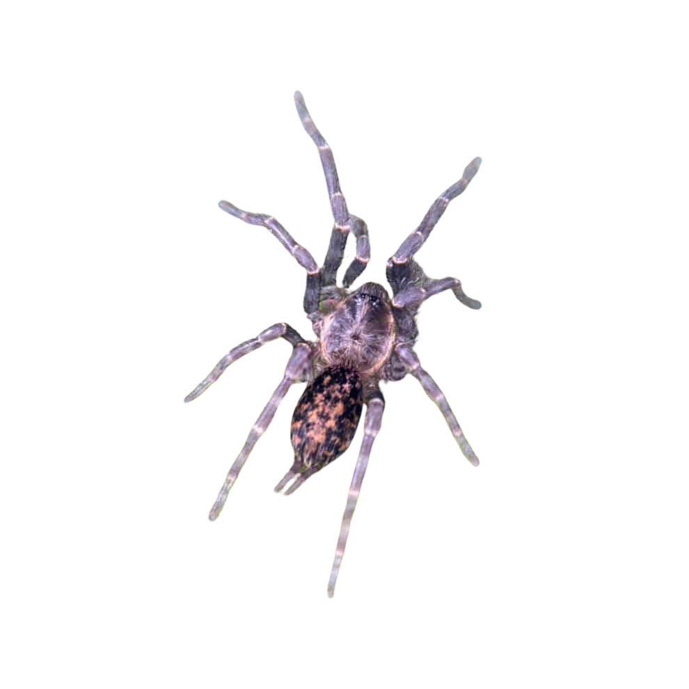 tanzanian-dwarf-purple-tarantula-25-–-75 (1) tanzanian dwarf purple tarantula 25 – 75 1