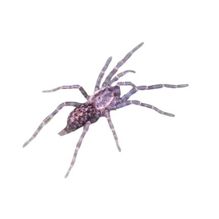 Tanzanian Dwarf Purple Tarantula (.25 – .75”)