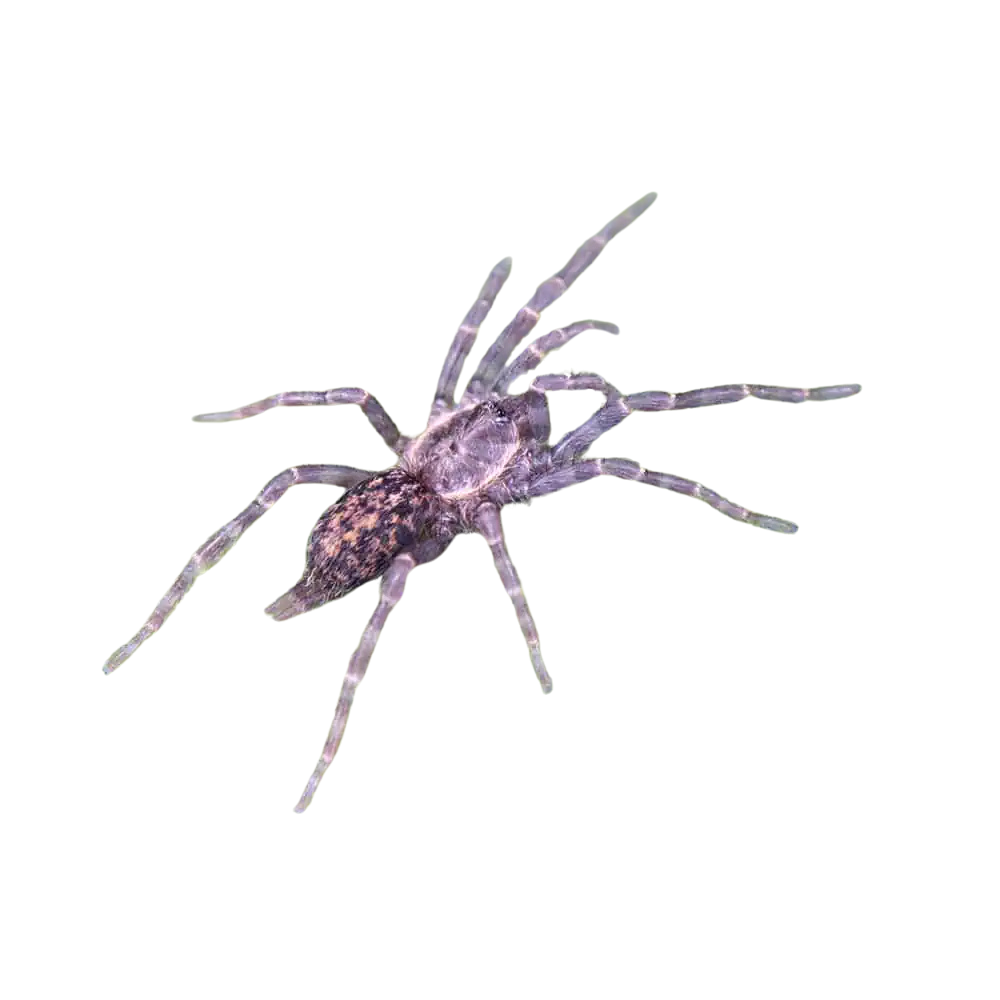 tanzanian-dwarf-purple-tarantula-25-–-75 (2) tanzanian dwarf purple tarantula 25 – 75 2