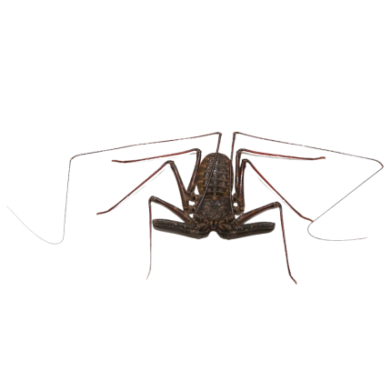 Tanzanian Giant Tailless Whip Scorpion