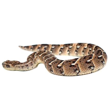 Tanzanian Puff Adder