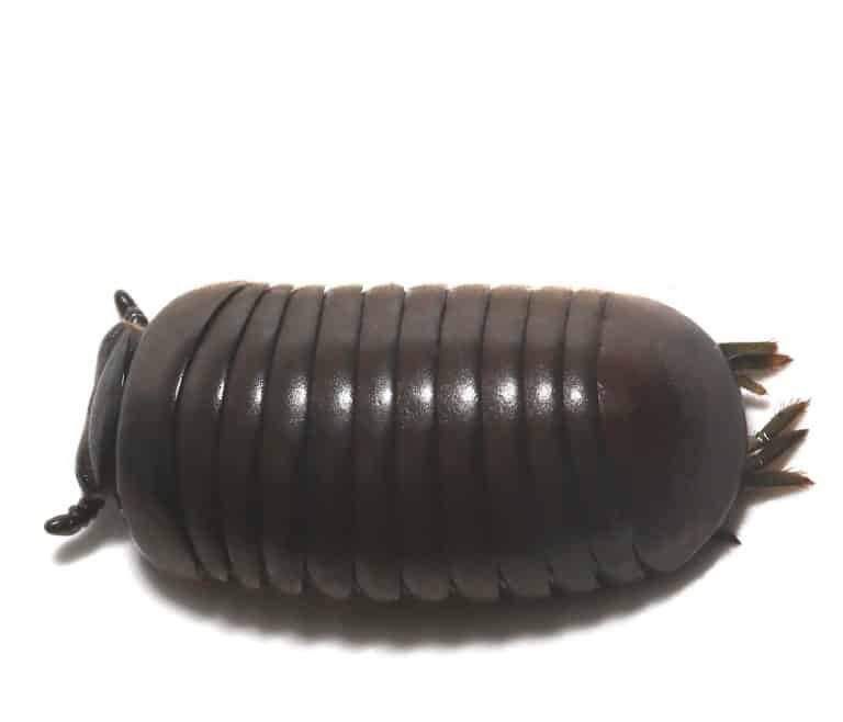 thai-giant-pill-millipede thai giant pill millipede e1748197265733