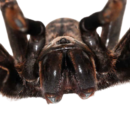 Thai Tiger Tarantula (3 – 4”)