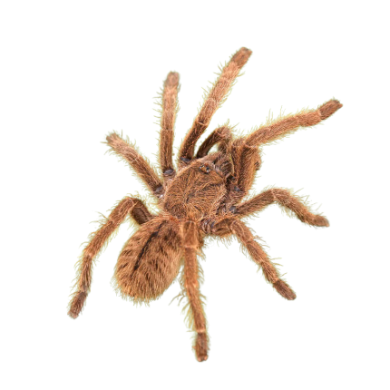 Thailand Black Tarantula (.25 – .75”)