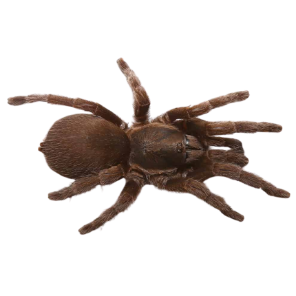 Thailand Dwarf Earth Tiger Tarantula (1 – 2”)